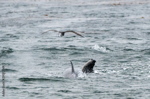 orca killing elephant seal pup