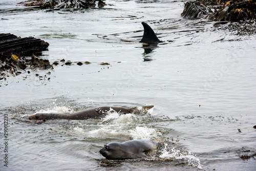 orca hunting elephant seal pups