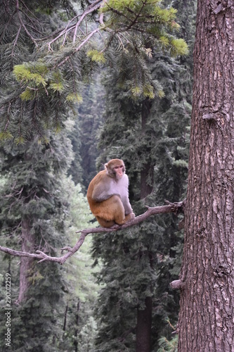 Monkey on a tree branch