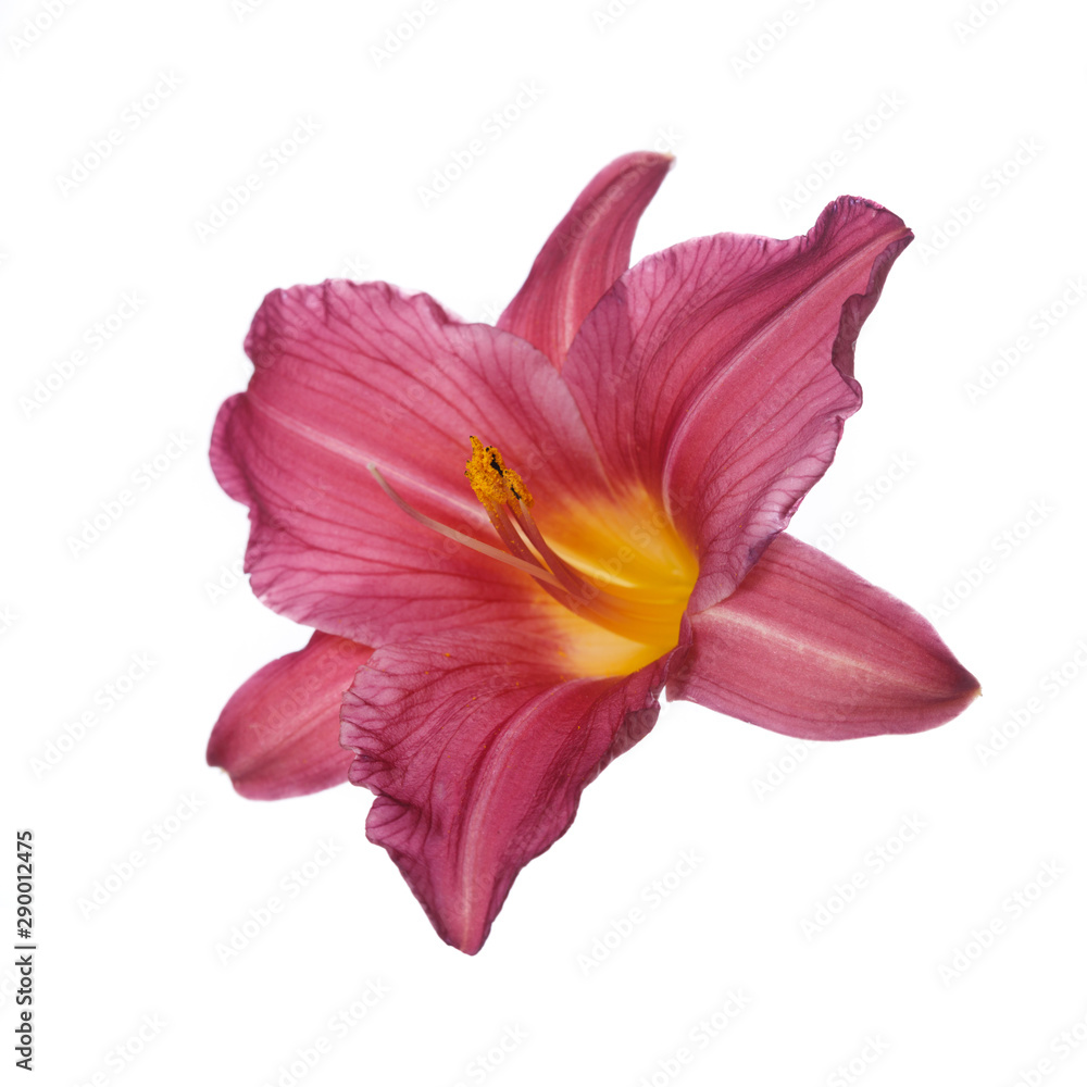 Bright daylily flower isolated on a white background.