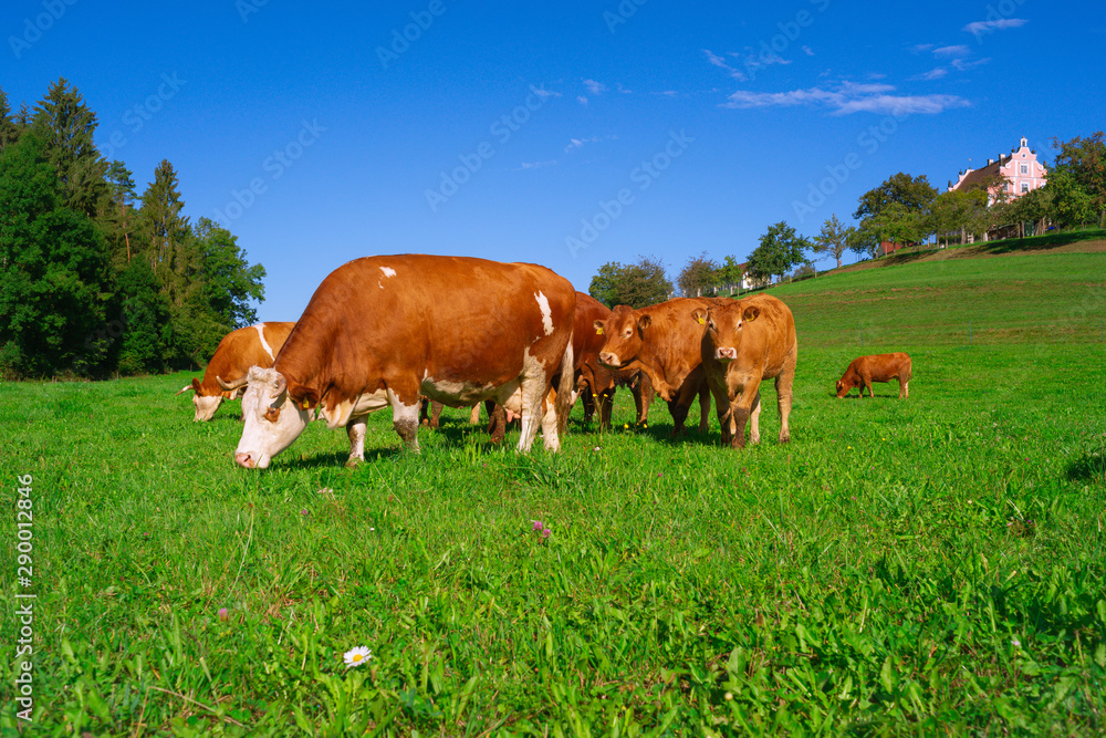 Lovingly kept cattle herd, suckler cows, in the region of Lake Constance. On the hill the baroque, small castle of the village Freudental. Lovingly kept cattle herd, suckler cows, in the region of Lake Constance. On the hill the baroque, small castle of the village Freudental.