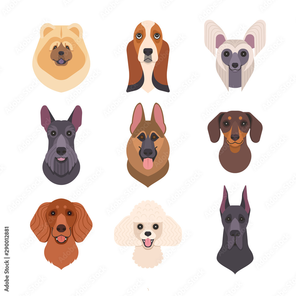 Fototapeta premium Dogs faces collection. Vector illustration of funny cartoon different breeds dogs in trendy flat style. Isolated on white.