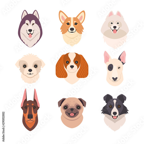 Dogs faces collection. Vector illustration of funny cartoon different breeds dogs in trendy flat style. Isolated on white.