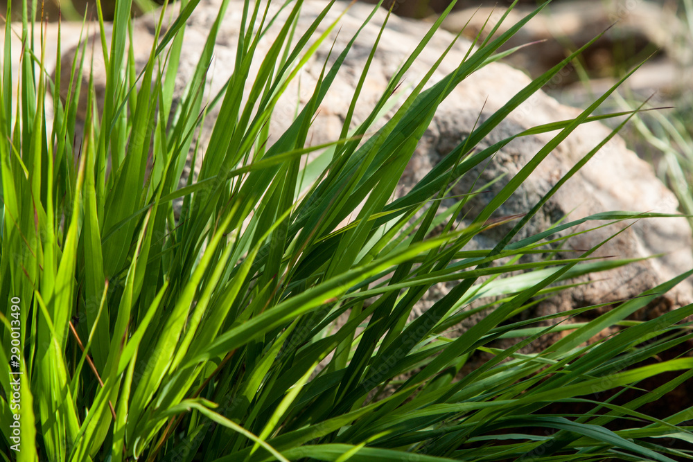Fototapeta premium hakonechloa macra, in Japanese garden detail of leaves.