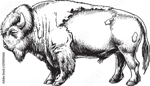 Buffalo American Bison