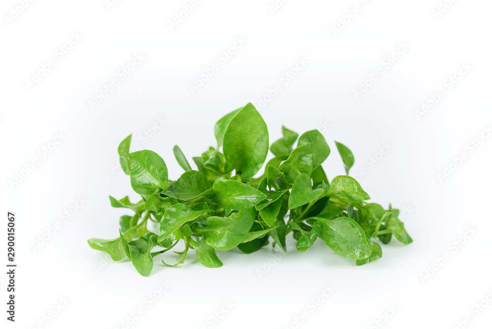 Fresh watercress on white background Fresh watercress on white background