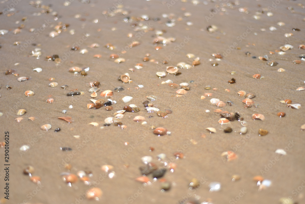 seashells on the ocean, selective focus, sunset, background seashells on the ocean, selective focus, sunset, background