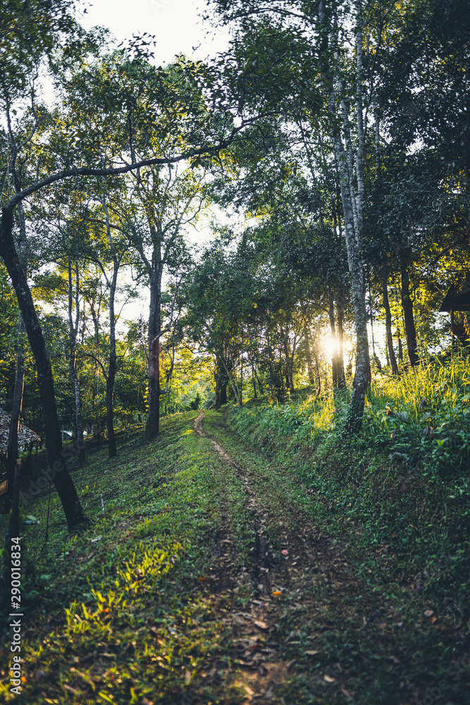 The way in the evening forest in Asia