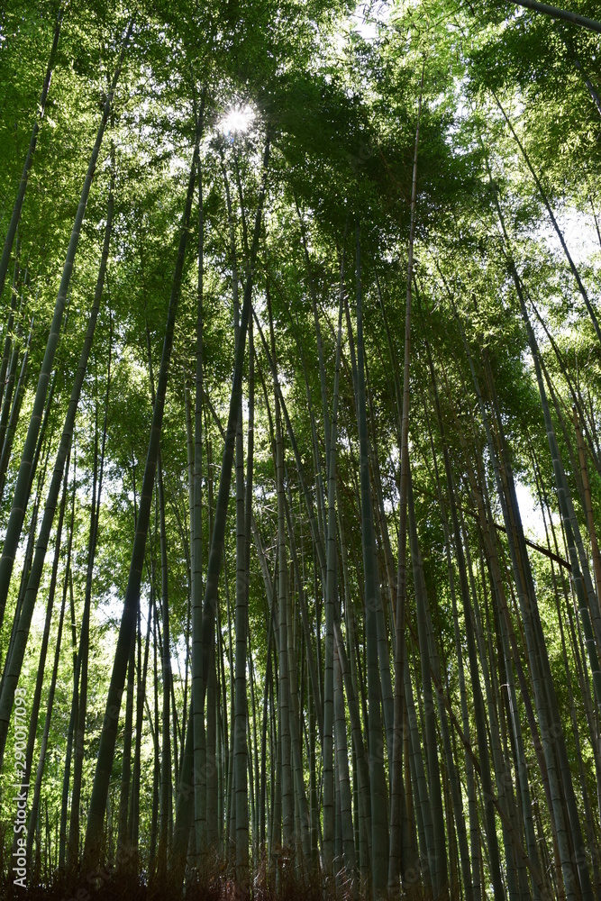 Obraz premium Quioto