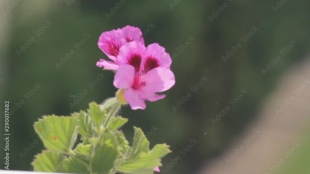 pink flower in garden pink flower in garden