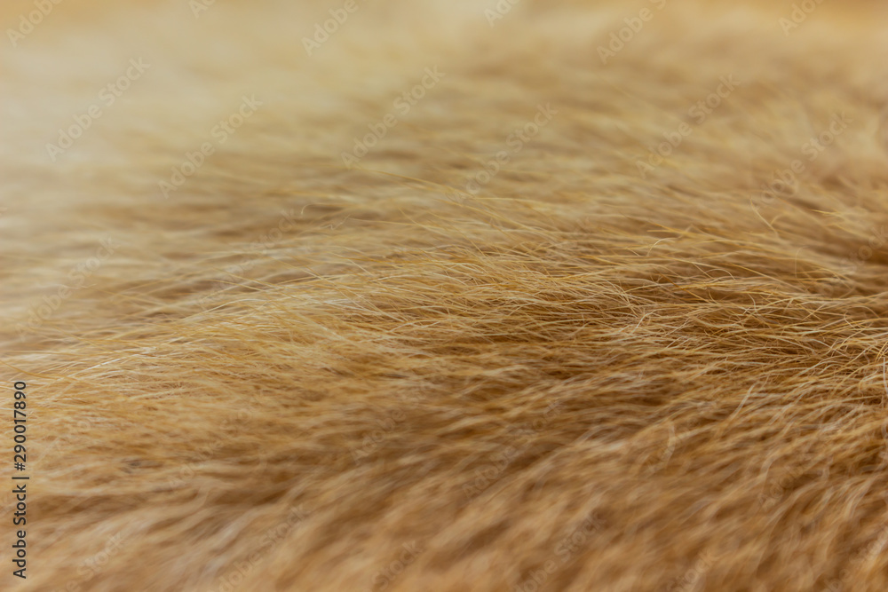 Fototapeta orange and brown fur texture full background.