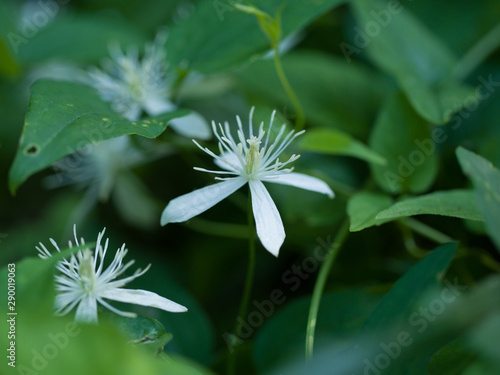 白い萼と蕊の美しいセンニンソウ