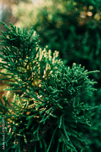 Fototapeta Naklejka Na Ścianę i Meble -  Christmas background. Green fir tree.