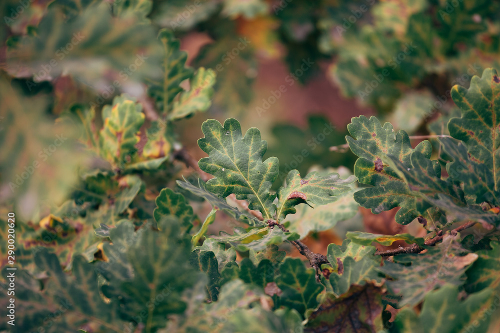 Oak tree branches close up natural background. Oak tree branches close up natural background.