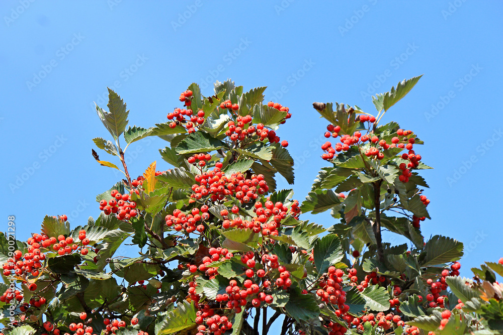 rowan rowan