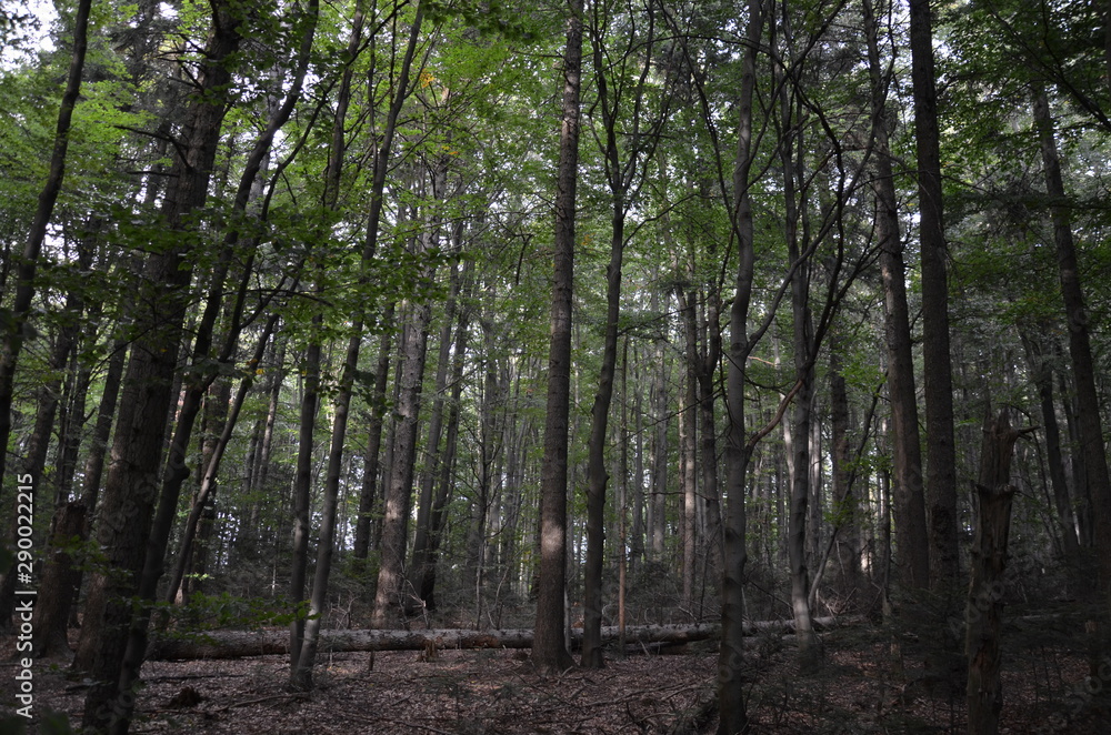 Świętokrzyski Park Narodowy ,św Krzyż ,bory, drzew, charakter, drzew, krajobraz, zieleń, drewna, sosna, drewna, lato, droga, słońce, mech, okolica, las, feuille Świętokrzyski Park Narodowy ,św Krzyż ,bory, drzew, charakter, drzew, krajobraz, zieleń, drewna, sosna, drewna, lato, droga, słońce, mech, okolica, las, feuille