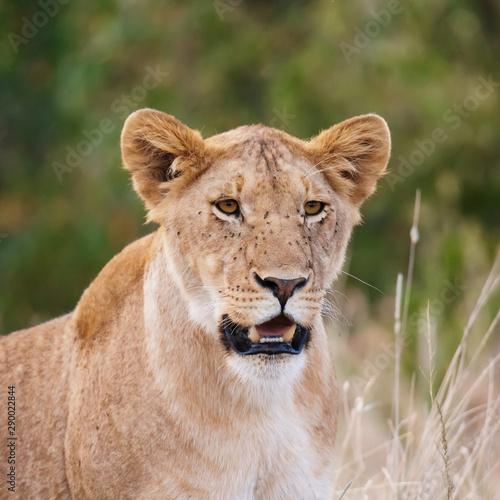 A lioness portrait in the Masai Mara national park, Kenya. Animal wildlife.