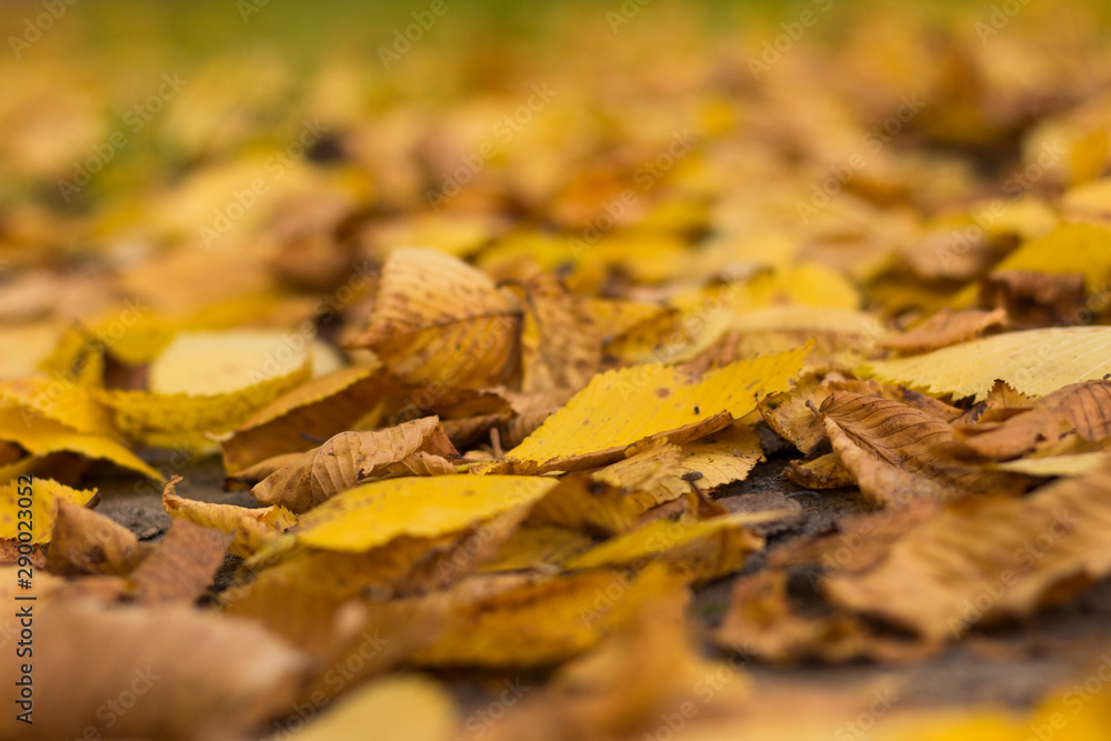 autumn leaves on the ground autumn leaves on the ground