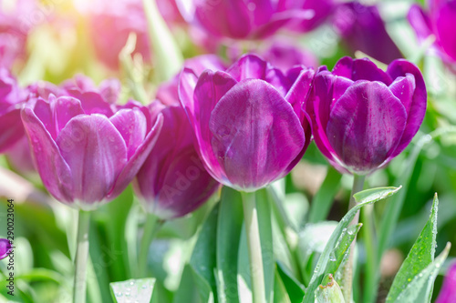 Colorful tulips grow and bloom in close proximity to one another.