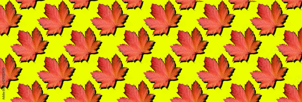 Golden autumn concept. Red maple leaves pattern on neon yellow background. Top view. Colors of fall