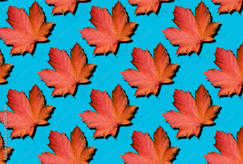 Red maple leaves pattern on blue background. Top view. Flat lay. Season concept. Creative layout of colorful autumn leaves. Red maple leaves pattern on blue background. Top view. Flat lay. Season concept. Creative layout of colorful autumn leaves.