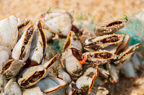 close up of Goose barnacles, also called stalked barnacles or gooseneck barnacles (Pedunculata) attached to plastic bottle in the shore photo