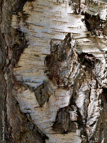 Texture of a birch bark.