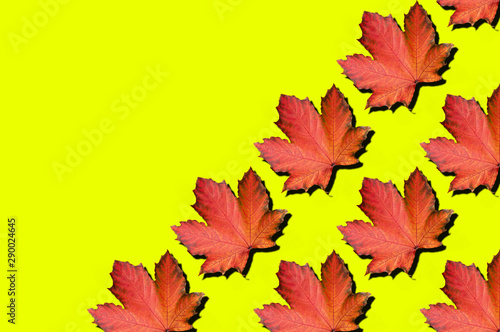 Red maple leaves pattern on yellow background. Top view. Flat lay. Season concept. Creative layout of colorful autumn leaves.