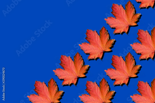Creative layout of colorful autumn leaves. Banner with red maple leaves pattern on blue background. Top view. Flat lay. Season concept.