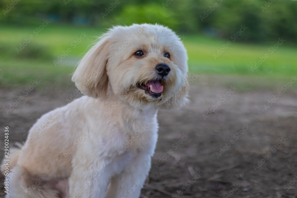 Looking up puppy dog, poodle terrier walking on park, Cute white poodle terrier, relax pet, poodle terrier mix, poodle sit down smile