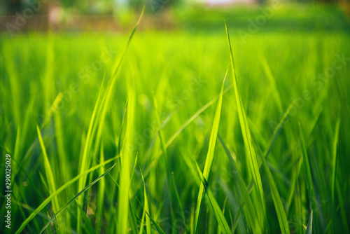 Rice on field. Green leaves background