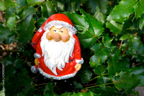 Santa Claus at Christmas time. A little garden gnome in Santa Claus costume hides in the forest between prickly holly branches (not copyrighted)