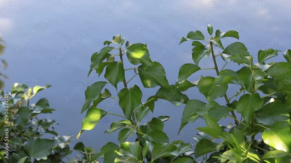 green leaves and lake green leaves and lake