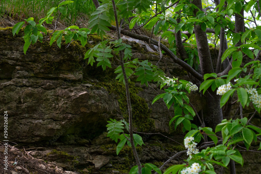 Fototapeta premium Stone slope with dark green moss, and foreground roots of derns with bright foliage