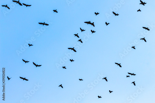 A flock of birds on blue sky background close up_