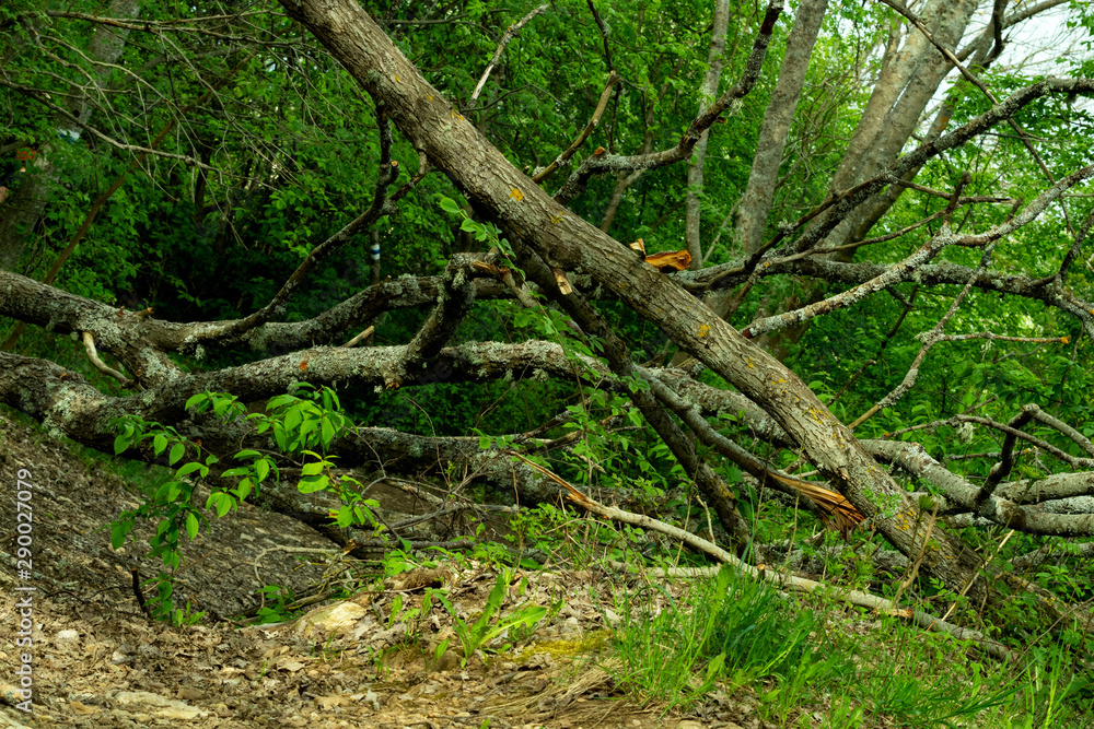 Tree in the forest - closed by fallen tree trail leading to open forest with juicy green foliage Tree in the forest - closed by fallen tree trail leading to open forest with juicy green foliage