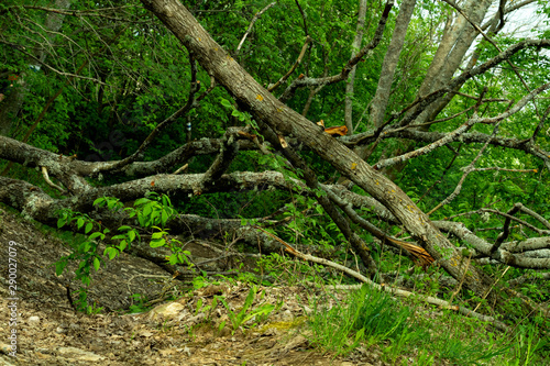 Tree in the forest - closed by fallen tree trail leading to open forest with juicy green foliage
