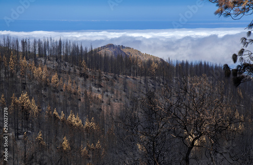 Gran Canaria after wild fire photo