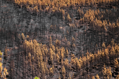 Gran Canaria after wild fire photo