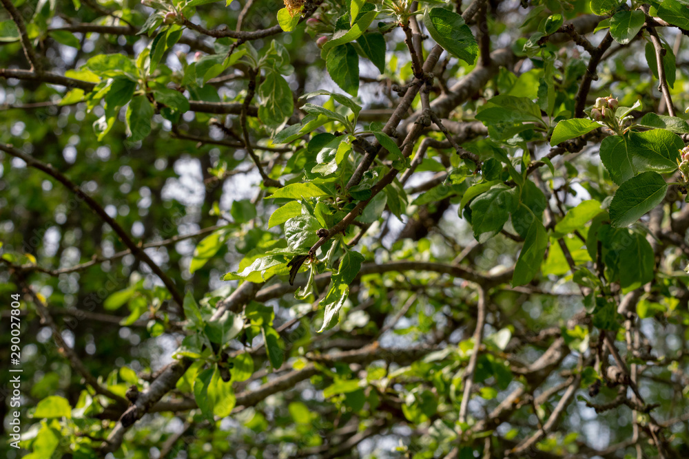 Leaves and flowers in major plan on branches of trees and background of evergreen grass