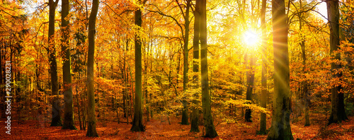 Gold forest panorama in autumn © Smileus