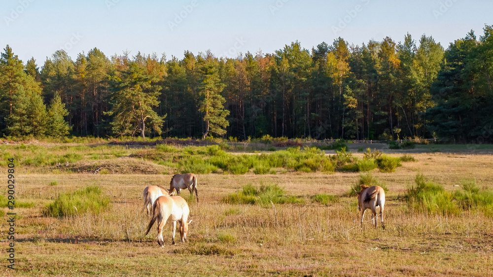Wildpferde und Ziegen gemeinsam im gehege im Tennenloher forst Wildpferde und Ziegen gemeinsam im gehege im Tennenloher forst