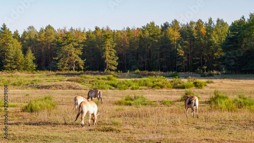 Wildpferde und Ziegen gemeinsam im gehege im Tennenloher forst