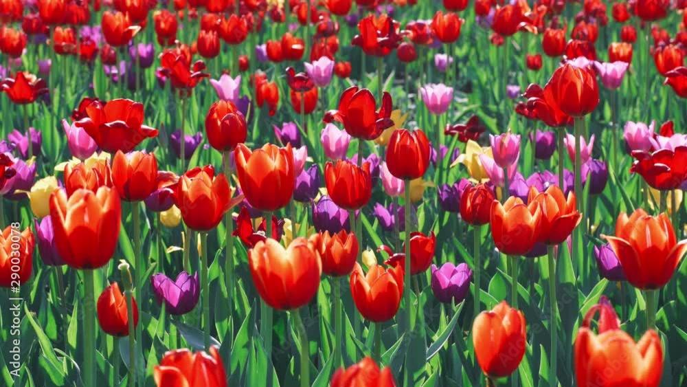 Tulip field in summer day. Multicolored tulip blooming on flower bed in garden Tulip field in summer day. Multicolored tulip blooming on flower bed in garden