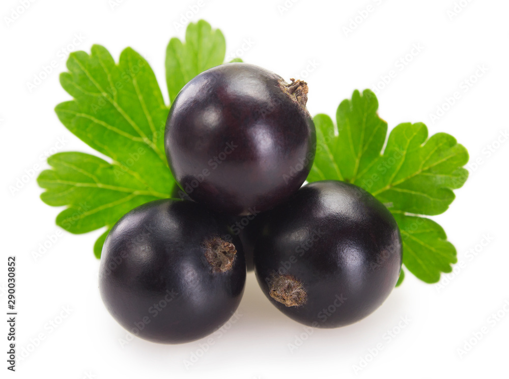 Black currant on white background Black currant on white background