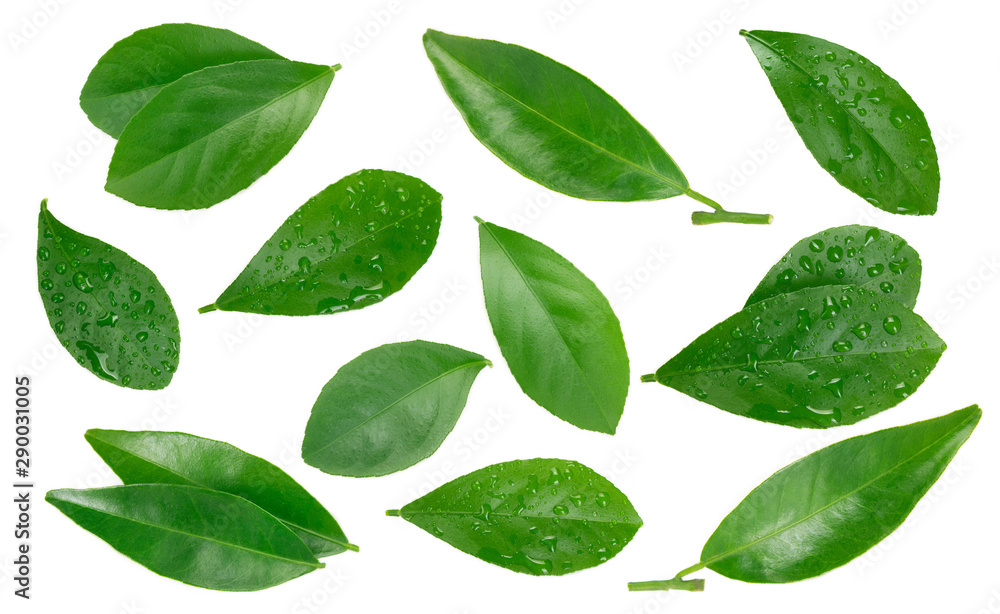 Fresh citrus leaf on white background