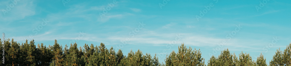 panorama of a pine forest in sunny weather 1 panorama of a pine forest in sunny weather 1