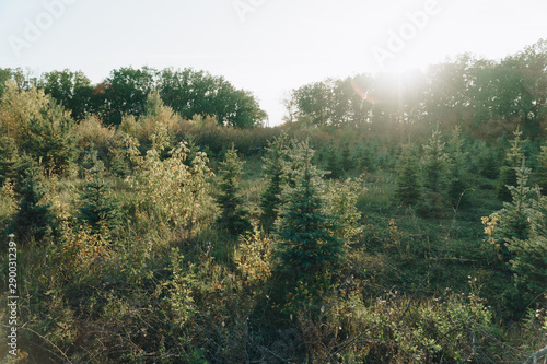 panorama of a pine forest in sunny weather 1