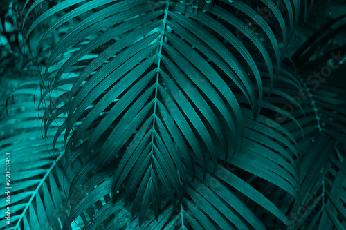 Green leaves background. Green leaves color tone dark in the morning. Tropical Plant environment photo concept nature and plant.