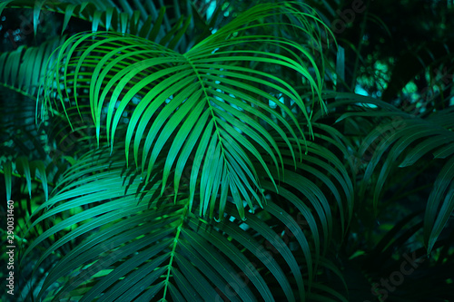 Green leaves background. Green leaves color tone dark in the morning. Tropical Plant,environment,photo concept nature and plant. © SIRAPOB